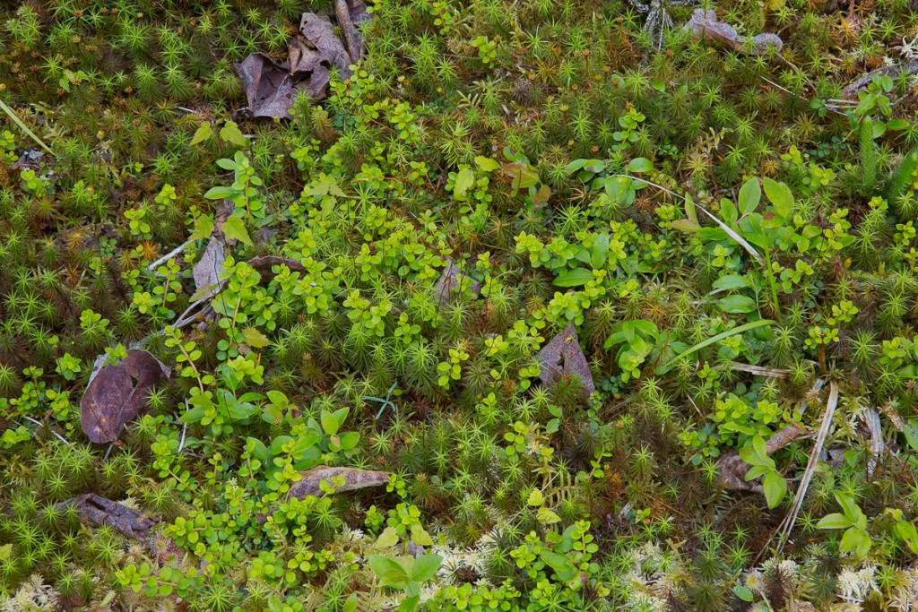 Boreal forest floor, Ampersand-06