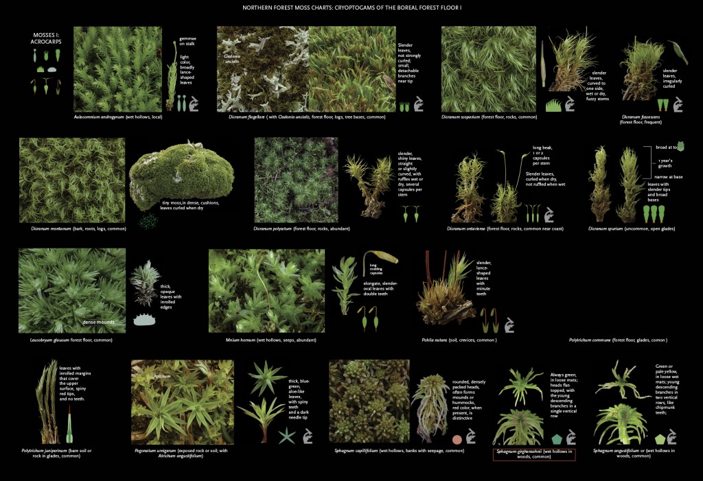 Boreal forest floor poster, 1.0, 18 Dec 013
