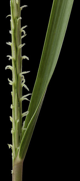 Cordgrass, Spartina alterniflora