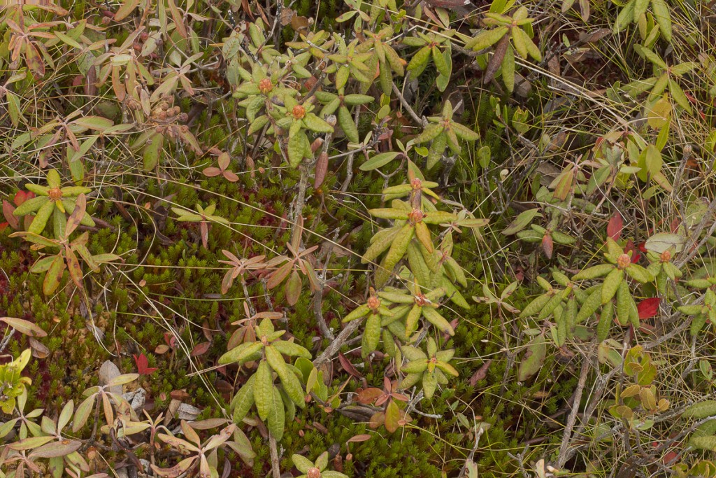 Hummock with Ledum, spring pond bog (1 of 1)