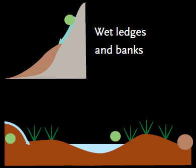 Hummocks in minerotrophic wetlands