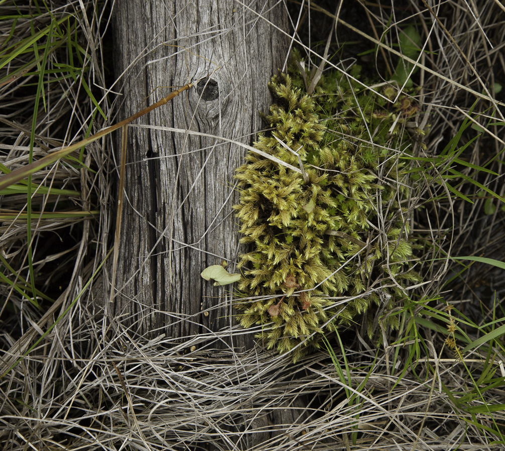Mosses: Aulacomnium palustre in a Conifer Swamp