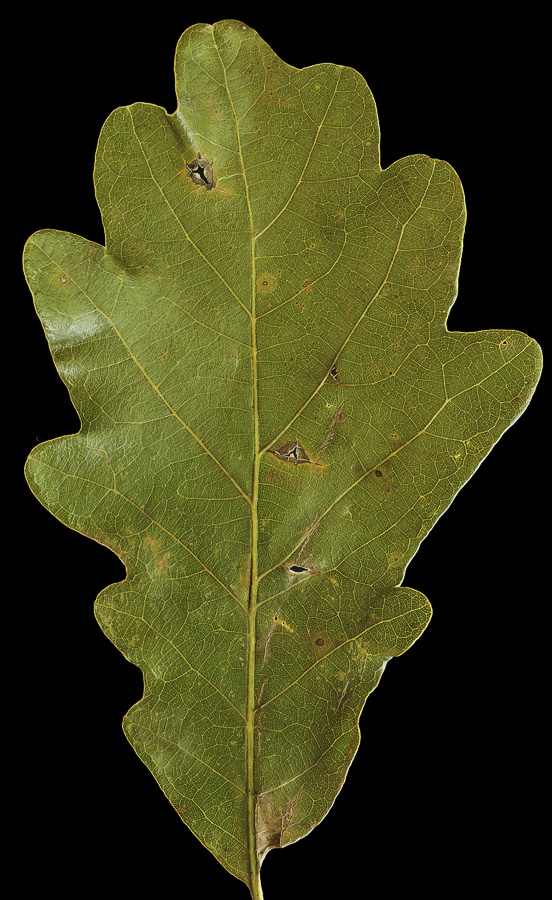 Quercus bicolor, White Oak