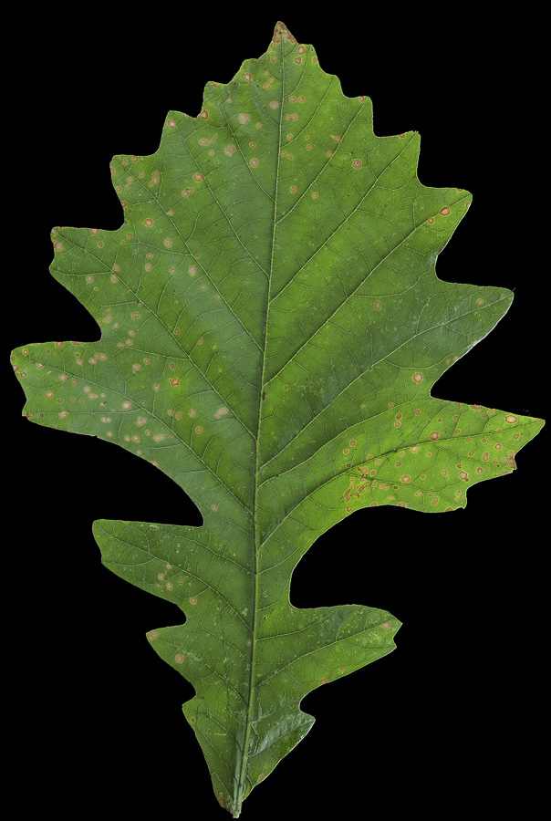 Quercus macrocarpa, Bur Oak