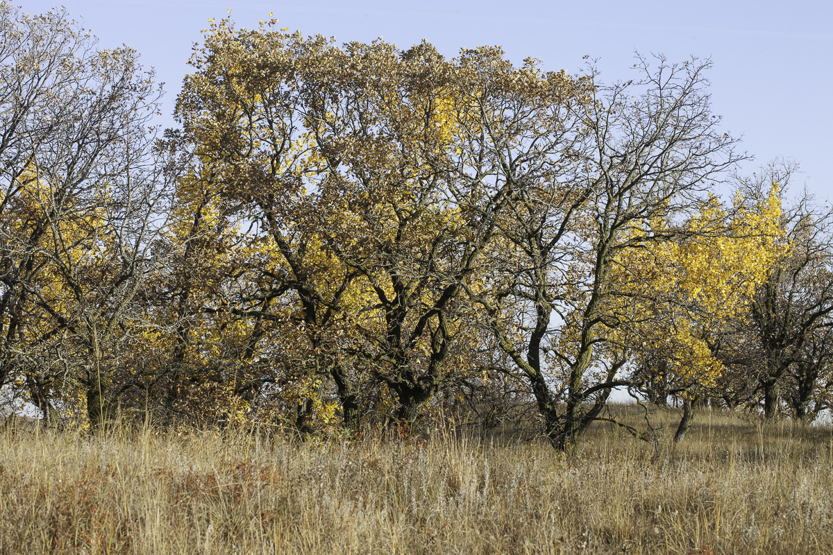 Burr-oak Thickets on Sand Hills, Western Minnesota