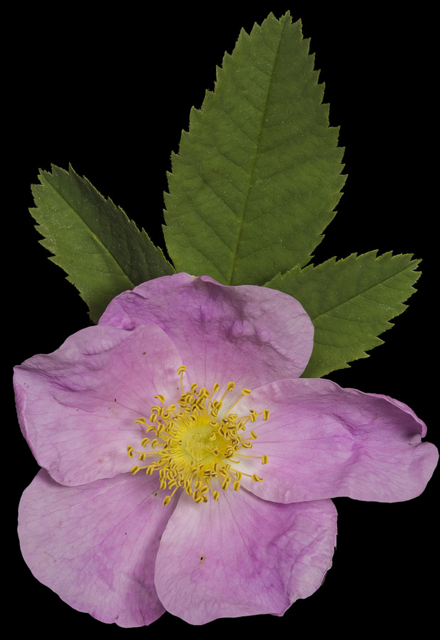 Rosa blanda, flrs-35-2