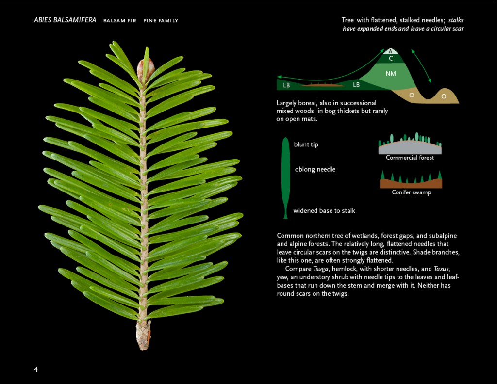Digital atlas of Woody Plants-2