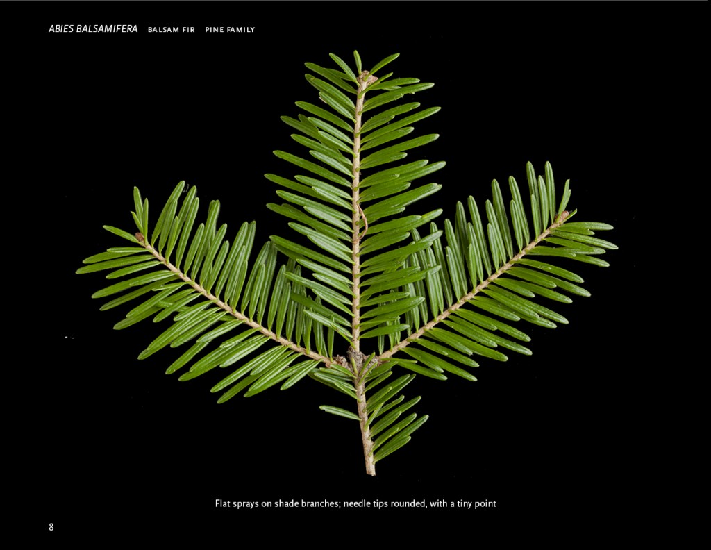 Digital atlas of Woody Plants-6