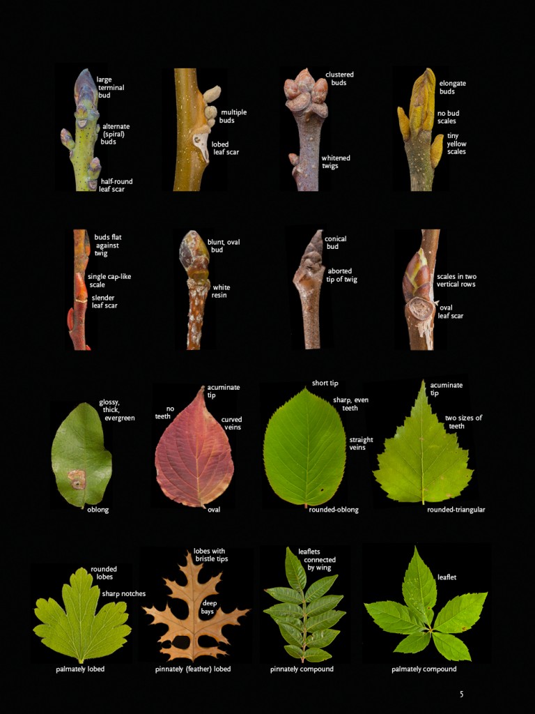 Woody Plant Photo Guides-5
