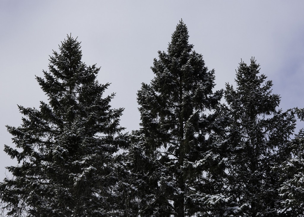 Woody plants: White Spruce