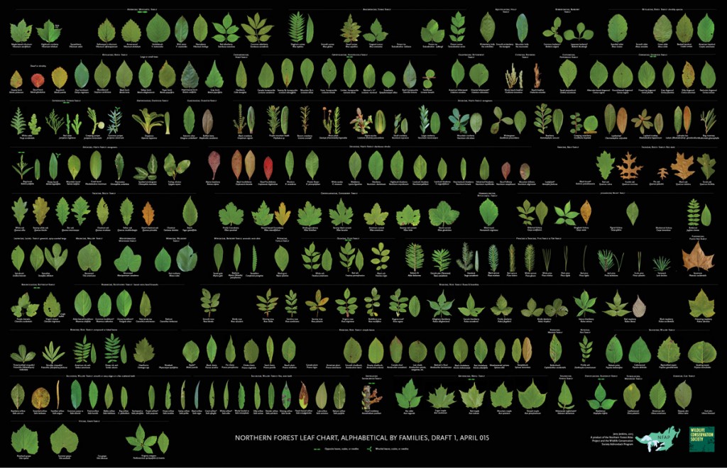 Northern Forest Leaf Chart