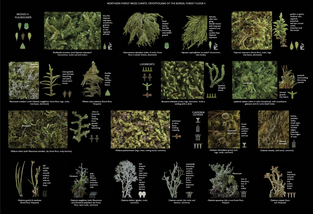 Boreal forest floor poster, 1.0, 18 Dec 0132