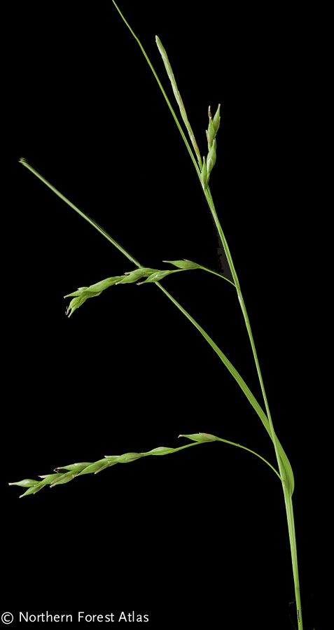 Carex debilis