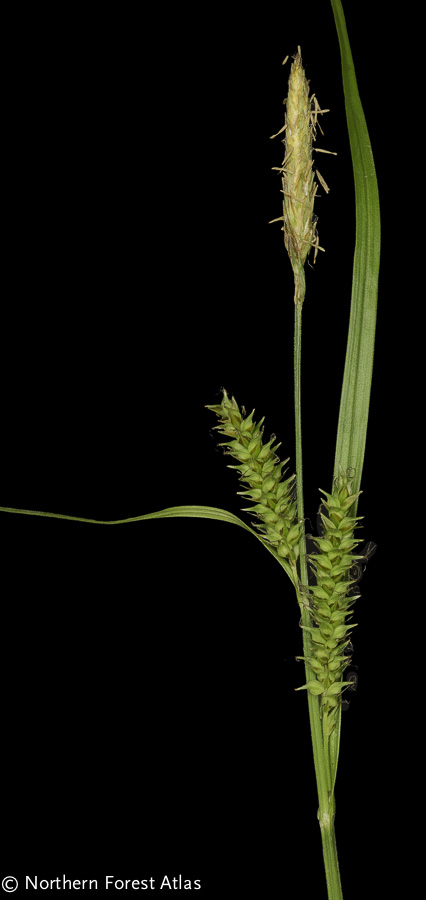 Carex scabrata