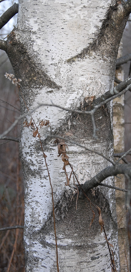 Betula populifolia, Gray Birch
