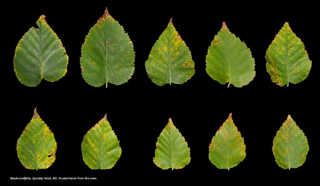 hlb-leaves-1