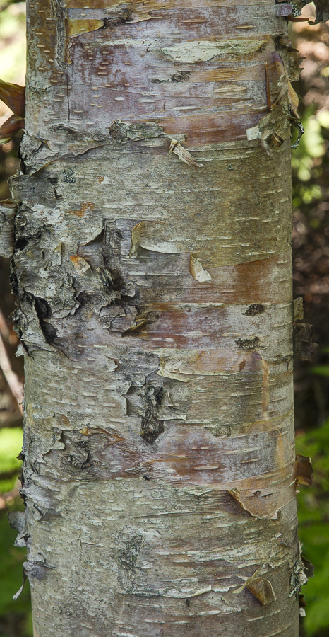 white-and-yellow-birches-boreal-forest-fundynp-nb-0767and2more_hdr