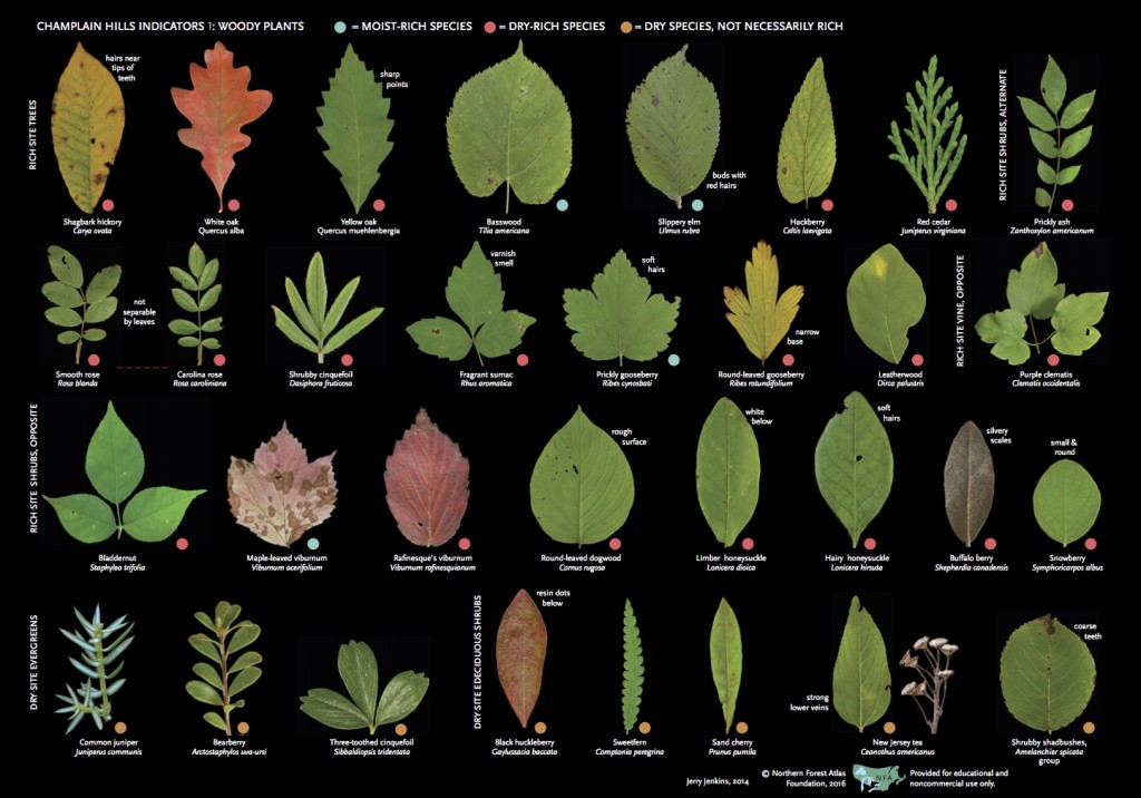 Champlain Hills Indicators: Woodyplants