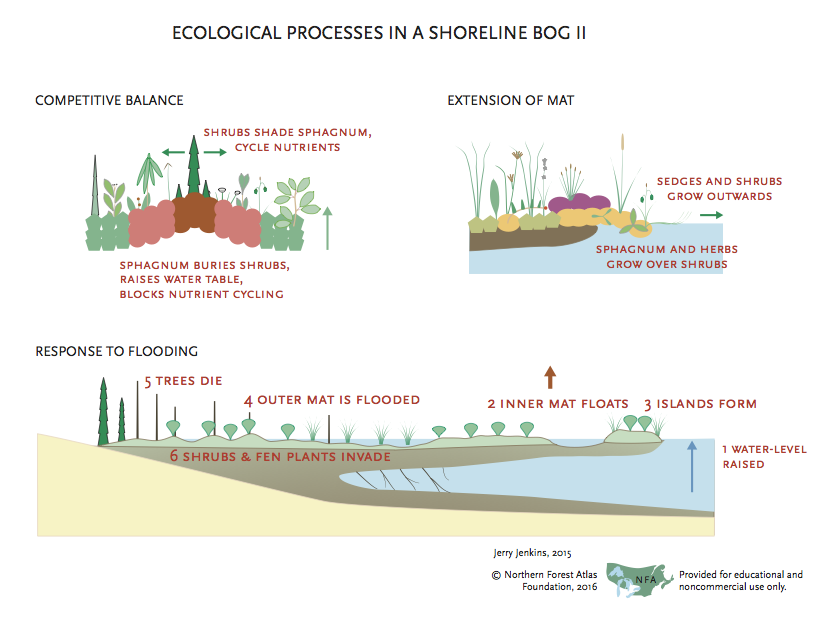 Ecological Processes In A Shoreline Bog II