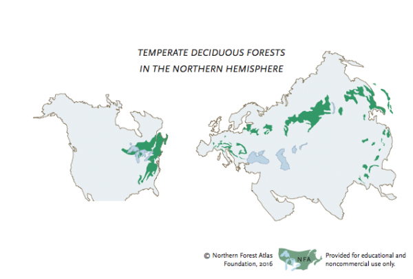 Northern Forest 1, Temperate Deciduous Forests | Northern Forest Atlas