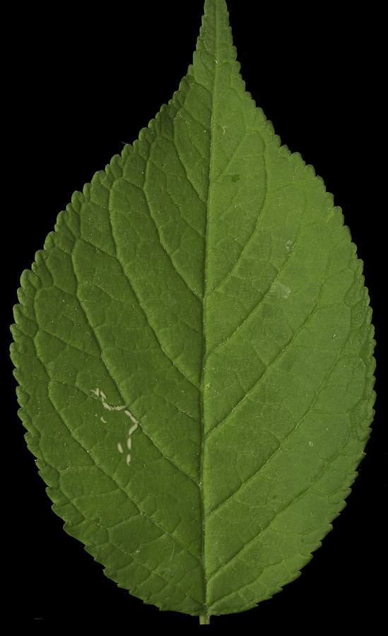 Prunus nigra, Canada Plum