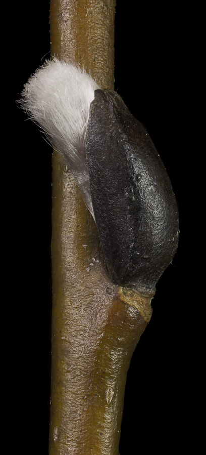 Salix discolor, Common Pussy Willow