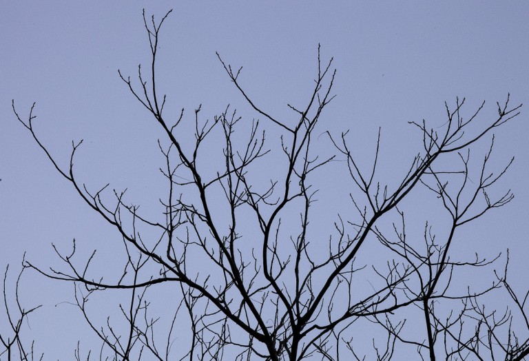 Tree Branches: Sugar Maple | Northern Forest Atlas