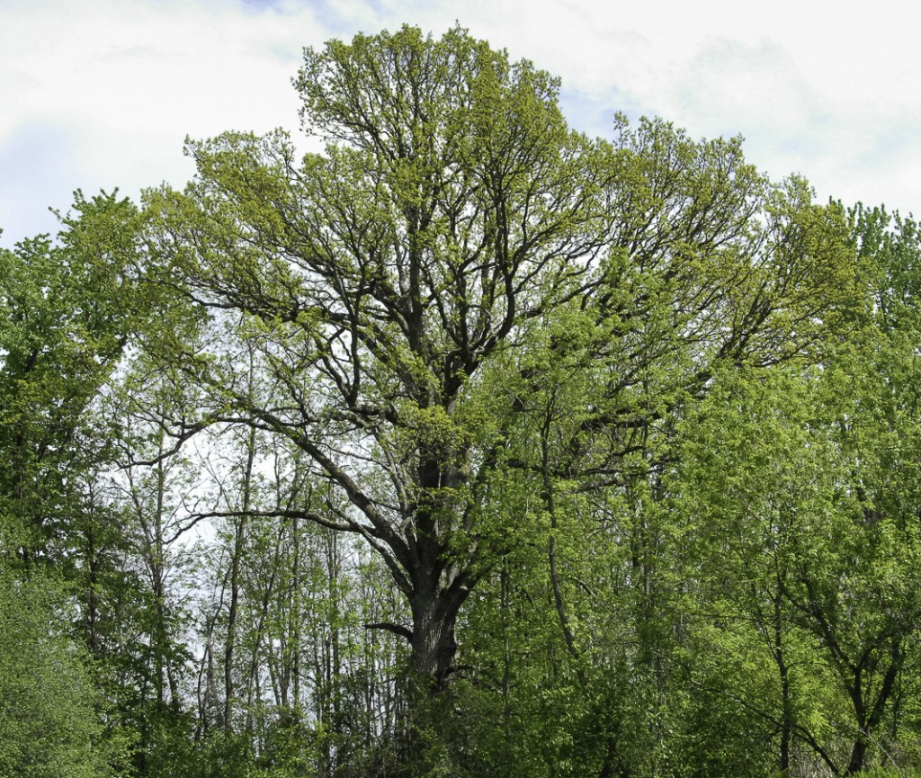 Quercus bicolor, Swamp White Oak