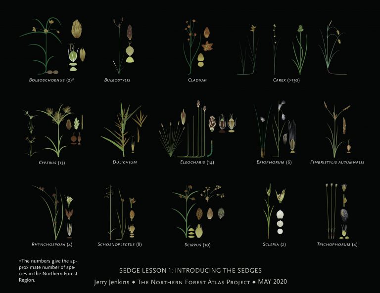 Sedge Rune Sedge Lesson 1 – Introducing the Sedges | Northern Forest Atlas