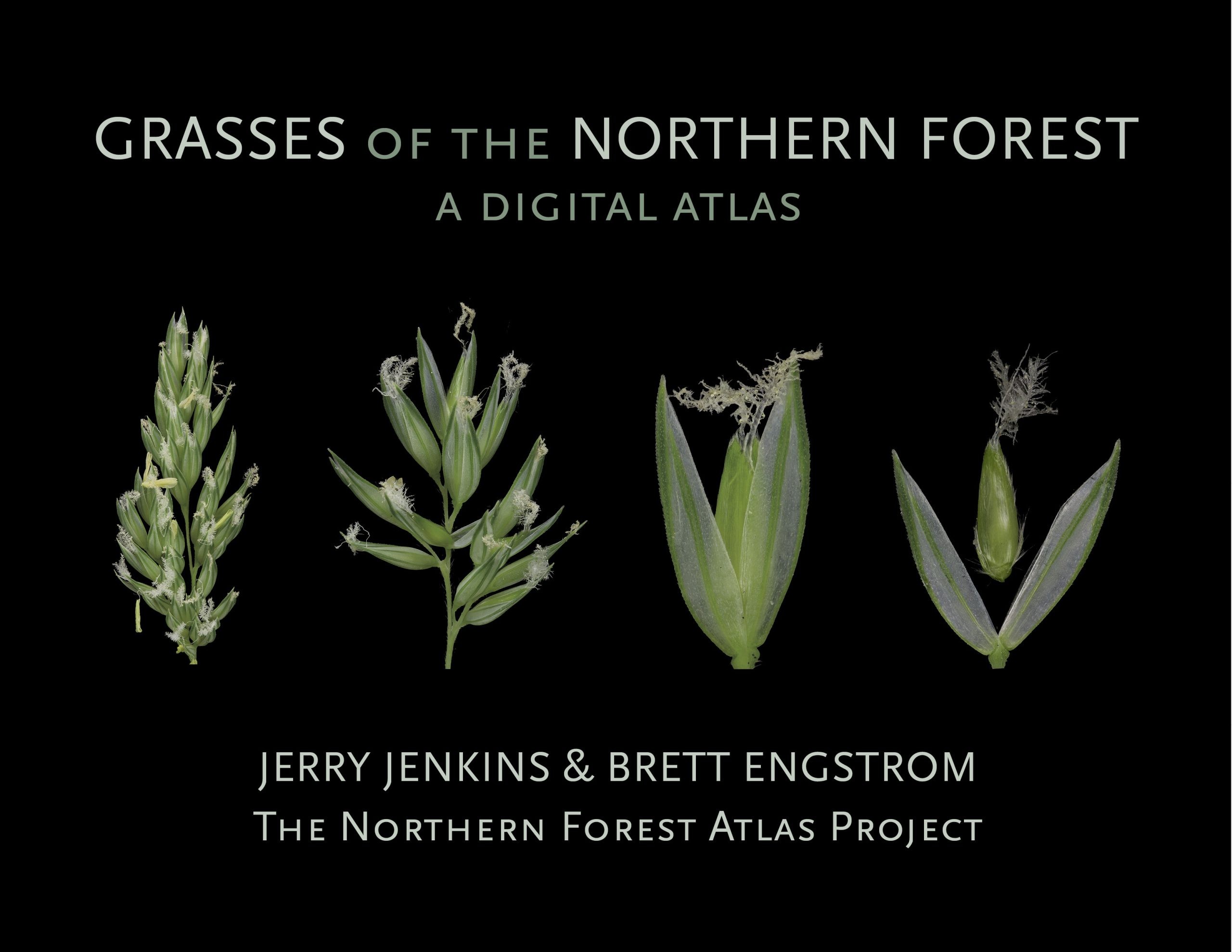 Grass Digital Atlas Cover